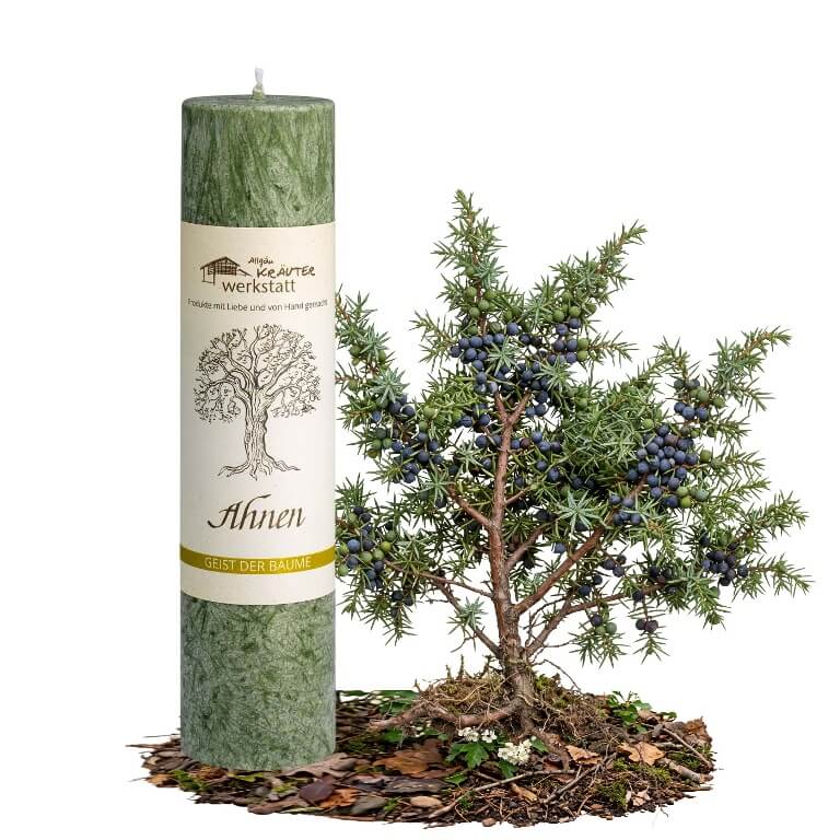 Allgäuer Heilkräuterkerze Geist der Bäume Ahnen in der Farbe grün. Als Geschenk für Sie oder Ihn. 100% Vegane Kerze. Hergestellt aus Olivenöl. Jetzt in unserem Kerzen Onlineshop kaufen.