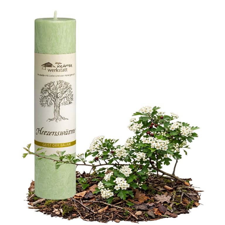 Allgäuer Heilkräuterkerze Geist der Bäume Herzenswärme in der Farbe hellgrün. Als Geschenk für Sie oder Ihn. 100% Vegane Kerze. Hergestellt aus Olivenöl. Jetzt in unserem Kerzen Onlineshop kaufen.