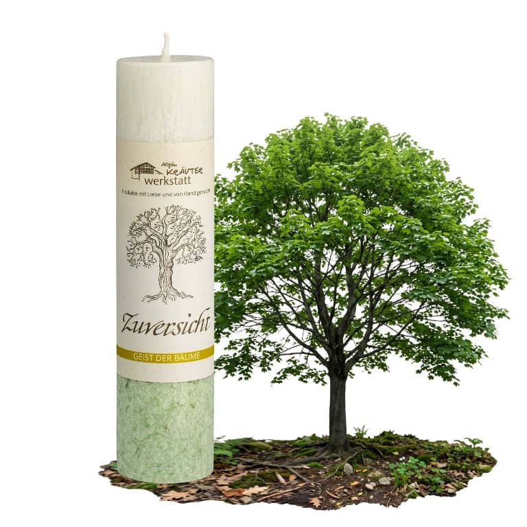 Allgäuer Heilkräuterkerze Geist der Bäume Zuversicht in der Farbe hellgrün-weiß. Als Geschenk für Sie oder Ihn. 100% Vegane Kerze. Hergestellt aus Olivenöl. Jetzt in unserem Kerzen Onlineshop kaufen.