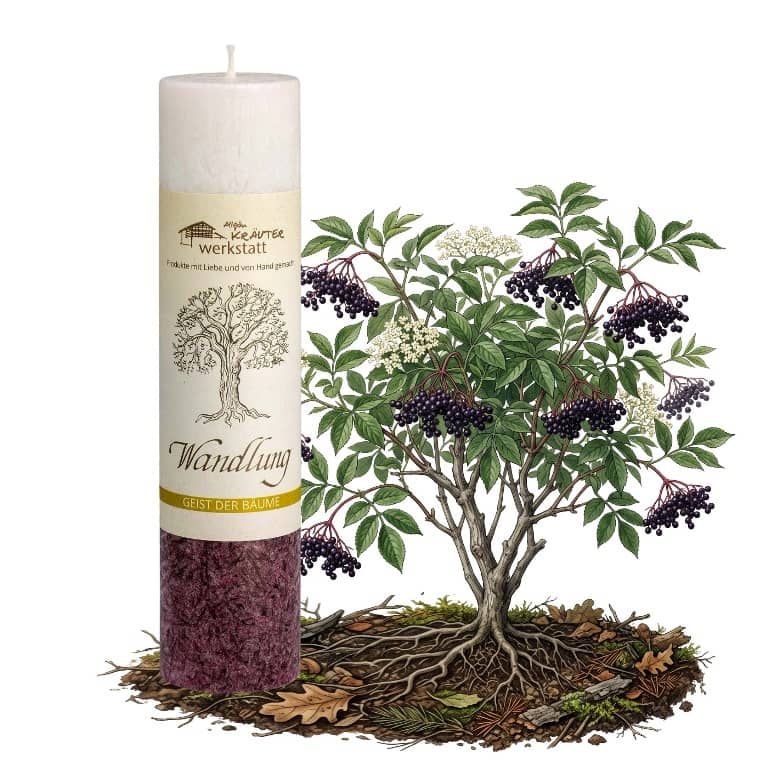 Allgäuer Heilkräuterkerze Geist der Bäume Wandlung in der Farbe braun-weiß. Als Geschenk für Sie oder Ihn. 100% Vegane Kerze. Hergestellt aus Olivenöl. Jetzt in unserem Kerzen Onlineshop kaufen.