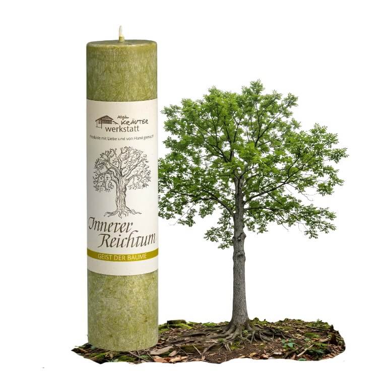 Allgäuer Heilkräuterkerze Geist der Bäume Innerer Reichtum in der Farbe gelbgrün. Als Geschenk für Sie oder Ihn. 100% Vegane Kerze. Hergestellt aus Olivenöl. Jetzt in unserem Kerzen Onlineshop kaufen.