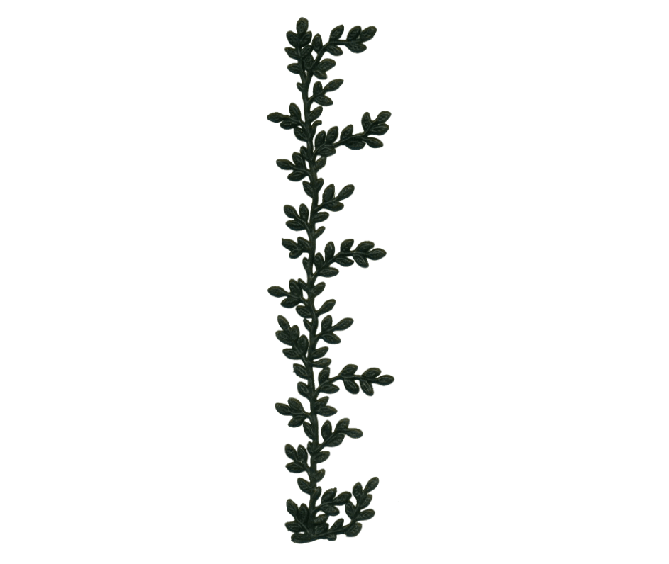 Verzierwachs: Blätterborte Myrte dunkelgrün ca. 195 x 47 mm (1 Stück)