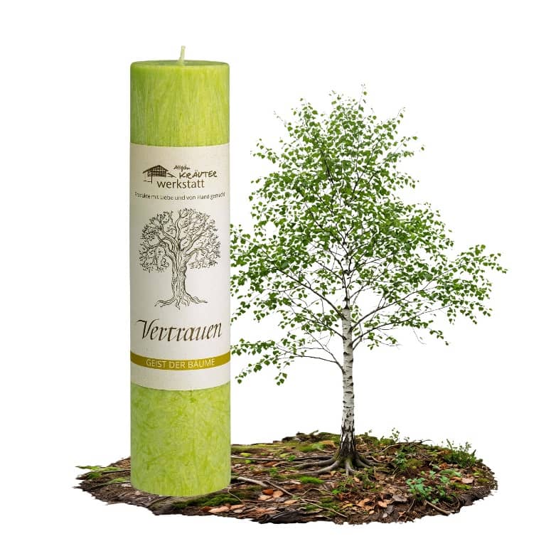Allgäuer Heilkräuterkerze Geist der Bäume Vertrauen in der Farbe grün. Als Geschenk für Sie oder Ihn. 100% Vegane Kerze. Hergestellt aus Olivenöl. Jetzt in unserem Kerzen Onlineshop kaufen.